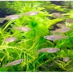 メダカ譲ってください🐟！
