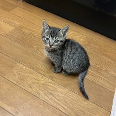 野良猫生後１ヶ月 - 三木市