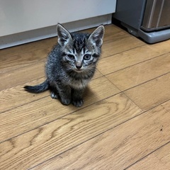 野良猫生後１ヶ月 - 猫
