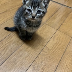 野良猫生後１ヶ月