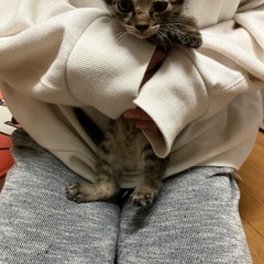野良猫生後１ヶ月 − 兵庫県