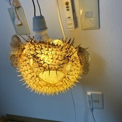 ハリセンボン提灯（大）