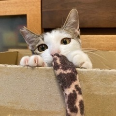 お返事できますにゃ。なつっこい男の子･:*+.