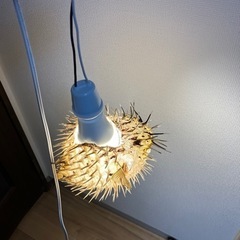 ハリセンボン提灯（小）の画像