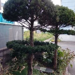 オンコ　紅葉　の画像