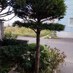 オンコ　紅葉　の画像