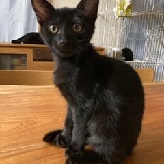 甘えん坊のひっつきむし☆*:.｡. けんた