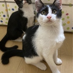 人間大好き！なつっこーい☆*:.｡. そうくん