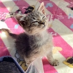 小ちゃくて丸くて。可愛い子です♡