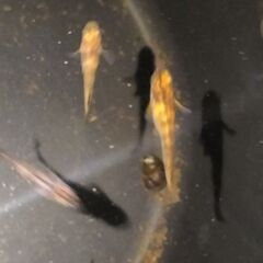 オリジナルメダカ フーテンノ虎 稚魚1匹