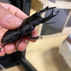 オオクワガタ能勢８４ミリの画像