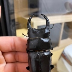 オオクワガタ能勢８４ミリの画像