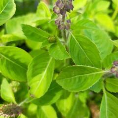 ⑤タイバジル いっぱい持って!!の画像