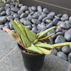 アロエ属ピクタ(多肉植物)　鉢付き