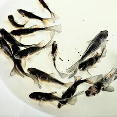 【残り10匹！！】寿恵廣錦・スエヒロニシキ【当歳】の画像