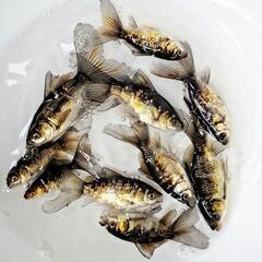 【残り10匹！！】寿恵廣錦・スエヒロニシキ【当歳】の画像