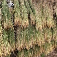 令和５（２０２３）年度産【３０ｋｇ】玄米【まっしぐら】青森県産【天日干し品】自家生産品【１等米】産地直送の画像