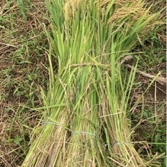 令和５（２０２３）年度産【３０ｋｇ】玄米【まっしぐら】青森県産【天日干し品】自家生産品【１等米】産地直送の画像
