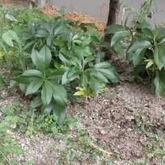 庭木、花苗など持って帰って下さいの画像