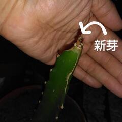 ドラゴンフルーツ　苗　赤実の画像