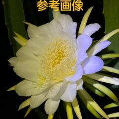 ドラゴンフルーツ　苗　赤実の画像
