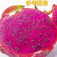 ドラゴンフルーツ　苗　赤実