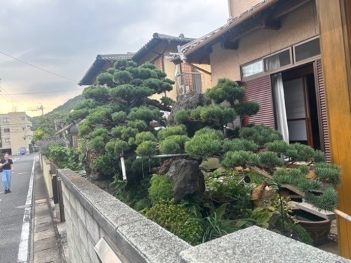 五葉松2本まとめて