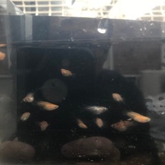 だるまミックス　17匹セット　幹之、オロチ、紅帝等の画像