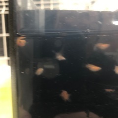 だるまミックス　17匹セット　幹之、オロチ、紅帝等の画像