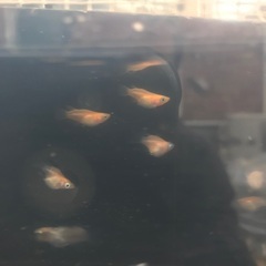 だるまミックス　17匹セット　幹之、オロチ、紅帝等