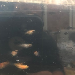 だるまミックス　17匹セット　幹之、オロチ、紅帝等の画像