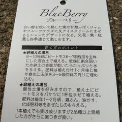 実付きブルーベリー苗　フェスティバル　５号ロング鉢　ラビットアイ系の画像