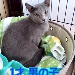 ロシアンブルーの男の子