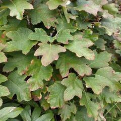 草花　アジサイ大苗など