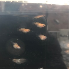 だるま　メダカ　幹之、紅帝、オロチ、雲州三色など　1匹200円