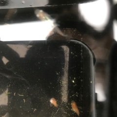 だるま　メダカ　幹之、紅帝、オロチ、雲州三色など　1匹200円の画像