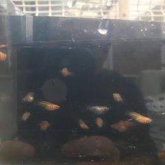 だるま　メダカ　幹之、紅帝、オロチ、雲州三色など　1匹200円の画像