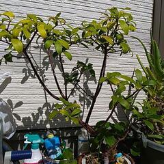 沈丁花差し上げます