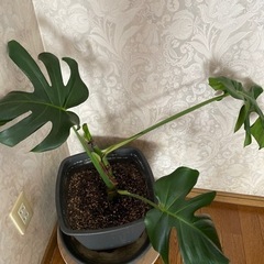 観葉植物、モンステラ