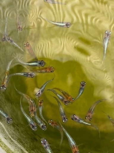 ④ オーロラ黄ラメ体外光　幼魚