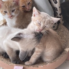 生後５０日前後の子猫。 - 猫