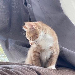 生後５０日前後の子猫。 - 里親募集