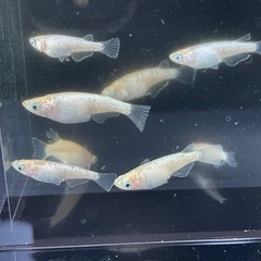 【メダカ】スズラン