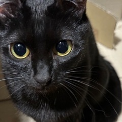 🐈‍⬛保護活動してます🐈‍⬛