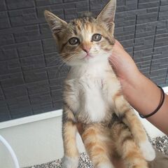 キジ猫のメス