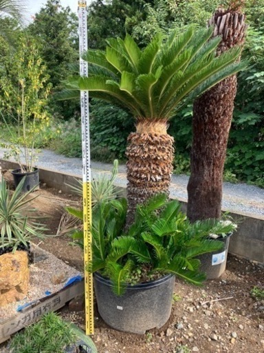 ソテツ、画像の1点もの！早い物勝ち引き取り価格