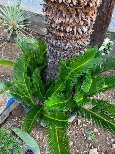 ソテツ、画像の1点もの！早い物勝ち引き取り価格