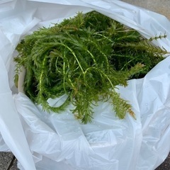水草　アナカリス　ウィロモスの画像