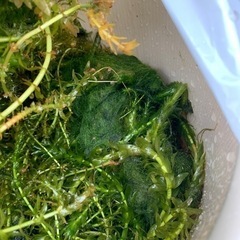 水草　アナカリス　ウィロモスの画像