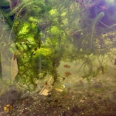 水草　アナカリス　ウィロモスの画像
